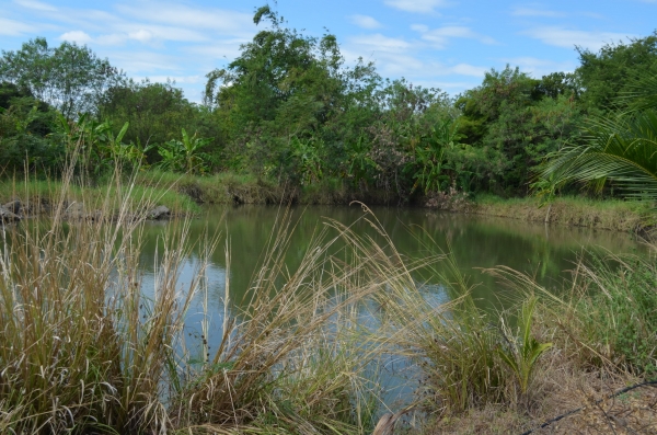 ขายบ้านพร้อมที่ดิน 6ไร่ 2 งาน