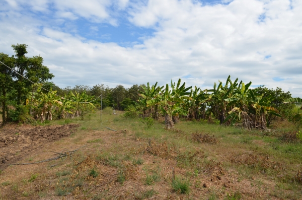 ขายบ้านพร้อมที่ดิน 6ไร่ 2 งาน