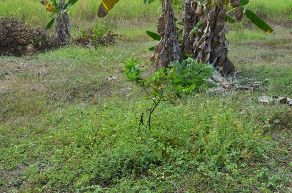 ขายบ้านพร้อมที่ดิน 6ไร่ 2 งาน