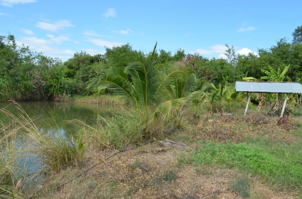 ขายบ้านพร้อมที่ดิน 6ไร่ 2 งาน