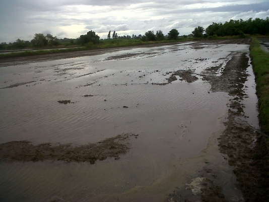 ขายที่ดิน 2 ไร่ ติดถนน อ.ท่ามะกา จ.กาญจนบุรี ขายที่ดิน 2 ไร่ ติดถนน อ.ท่ามะกา จ.กาญจนบุรี