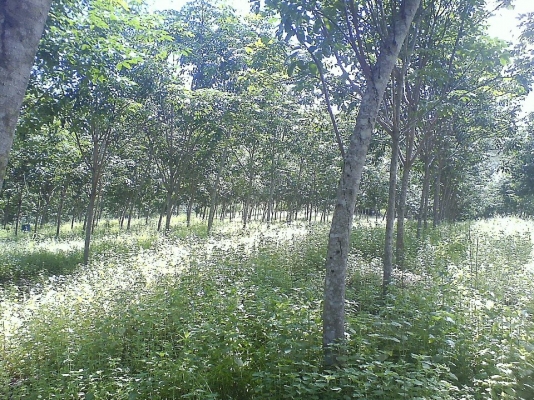 ขายสวน 12 ไร่ พร้อมต้นยางพารา ( อายุยาง 7 ปี ) ที่อำเภอเมืองน่าน ขายราคา 1,200,000 บ