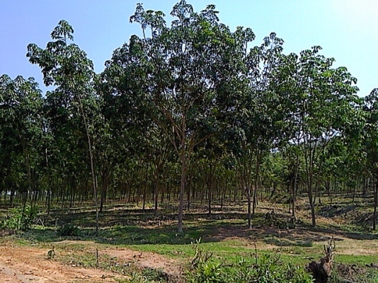 ขายสวน 12 ไร่ พร้อมต้นยางพารา ( อายุยาง 7 ปี ) ที่อำเภอเมืองน่าน ขายราคา 1,200,000 บ