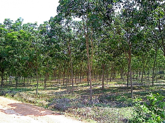 ขายสวน 12 ไร่ พร้อมต้นยางพารา ( อายุยาง 7 ปี ) ที่อำเภอเมืองน่าน ขายราคา 1,200,000 บ