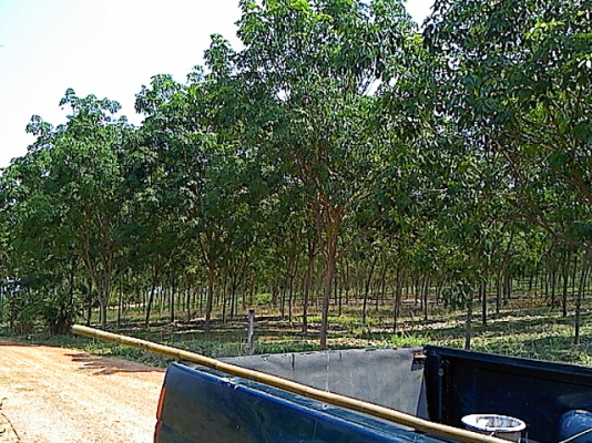 ขายสวน 12 ไร่ พร้อมต้นยางพารา ( อายุยาง 7 ปี ) ที่อำเภอเมืองน่าน ขายราคา 1,200,000 บ