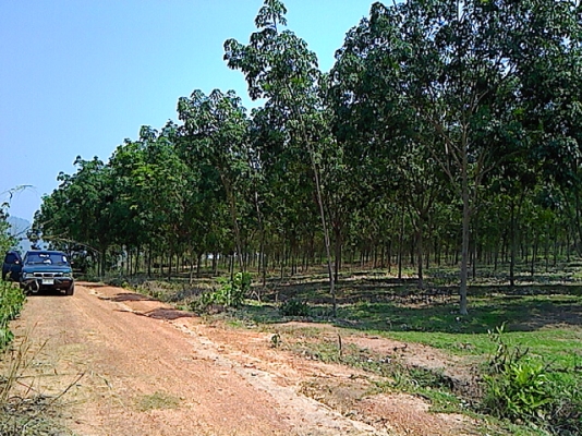 ขายสวน 12 ไร่ พร้อมต้นยางพารา ( อายุยาง 7 ปี ) ที่อำเภอเมืองน่าน ขายราคา 1,200,000 บ
