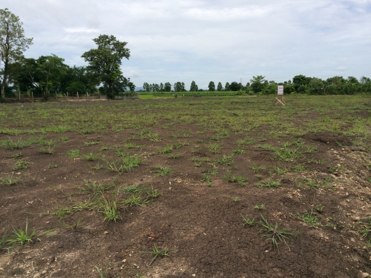 ขายที่ดิน 1-2-5 ไร่ ขายที่ดิน 1-2-5 ไร่