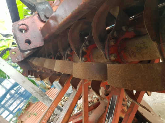 ขายโล2.10 เมตร  โชคช้ย  สวย ใบเต็ม