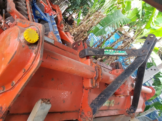 ขายโล2.10 เมตร  โชคช้ย  สวย ใบเต็ม