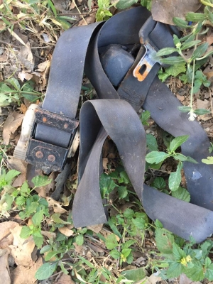 สายเบลล์