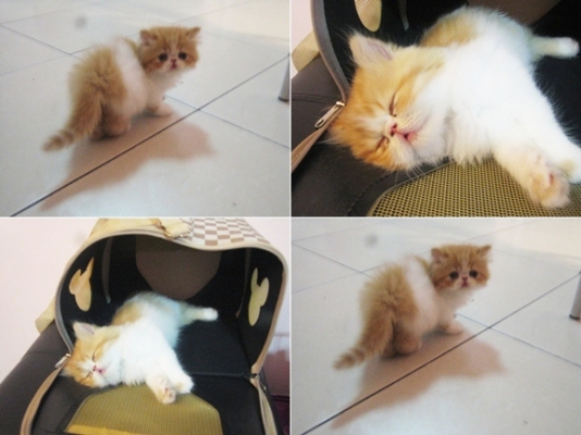 ขายแมวเปอร์เซีย