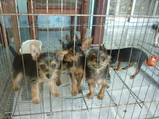 ขายลูกผสม ยอคร์เชีย ผสมมินืเจอรสวยไซ้เล็ก