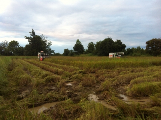 ขายรถเกี่ยว DC70G ปรับสภาพให้เรียบร้อยแล้วปูสแตนเลสให้ติดต่อ 063-3756692หรือ061-7925590แบ่งกันใช้ครับราคาตามนี้ไม่ต้องต่อแล้วครับ