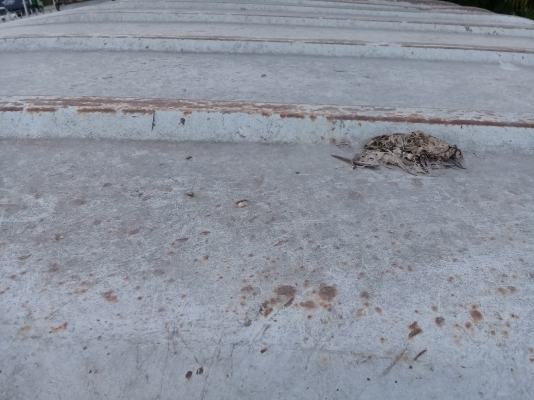 ขายหัวเก๋ง UD CW430 ตามสภาพ ราคา24000 สนใจติดต่อ083-4475799