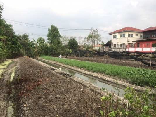 ที่ดิน 2ไร่ | 3งาน | 96ตร.ว. ซอยมหาสวัสดิ์ 4 ติดโฮมเวิร์คราชพฤกษ์ ทุลุออกเดอะคริสตัลราชพฤกษ์ ได้ ทำเลดี