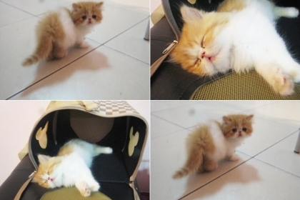 ขายแมวเปอร์เซีย