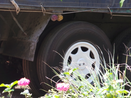 ISUZU 175 แรงม้า หัวเดิม เครื่องเดิม คัซซีสวยตลอดแนว ยางเต็มสิบเส้นค่ะ