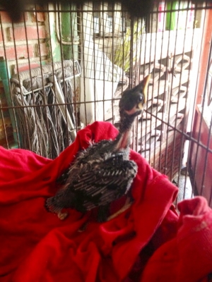 ขายนกขุนทอง ลูกเพาะ 2200 บาท