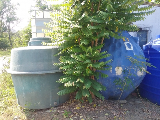 1.ถังน้ำเหลือ 2 ใบ ขนาด 4,000 ลิตร ขายเหมาใบละ 8,500 เป็นของใหม่ พลาสติกอย่างหนา ซื้อมาใบละ 2 หมื่น ยังไม่ได้ใช้ จะขายออกครับ อยู่หน้าบ้านผม มาขนเอาเอง 2.ถังบำบัดส้วม ของใหม่ใบละ 9,500 จำนวน 2 ใบ จะขายเหมาทั้ง รายการ 20,000 มาขนเอาเอง 1.ถังน้ำเหลือ 2 ใบ ขนาด 4,000 ลิตร ขายเหมาใบละ 8,500 เป็นของใหม่ พลาสติกอย่างหนา ซื้อมาใบละ 2 หมื่น ยังไม่ได้ใช้ จะขายออกครับ อยู่หน้าบ้านผม มาขนเอาเอง 2.ถังบำบัดส้วม ของใหม่ใบละ 9,500 จำนวน 2 ใบ จะขายเหมาทั้ง รายการ 20,000 มาขนเอาเอง