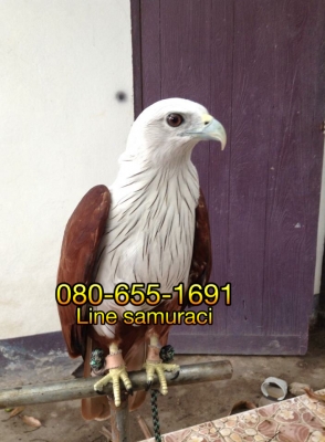 ลูกเหยี่ยวแดงหัวขาว