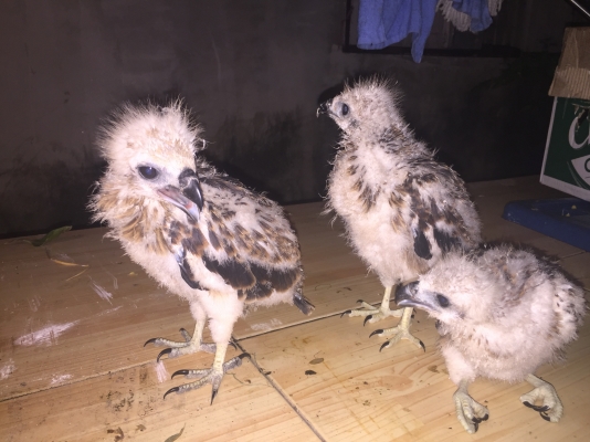 ลูกเหยี่ยวแดงหัวขาว