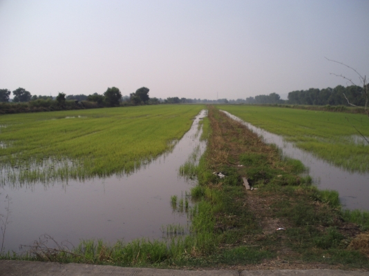 ขายที่ดินแปลงสวย 80ไร่ ต.ลำศาลา อ.วิหารแดง จ.สระบุรี