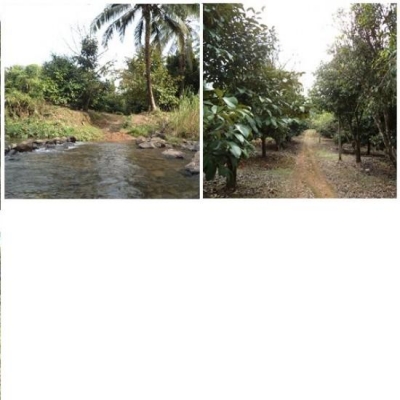 หาคนรับจำนองที่ ภบท.5 ที่่สวนผลไม้ เนื้อที่100ไร่กว่า