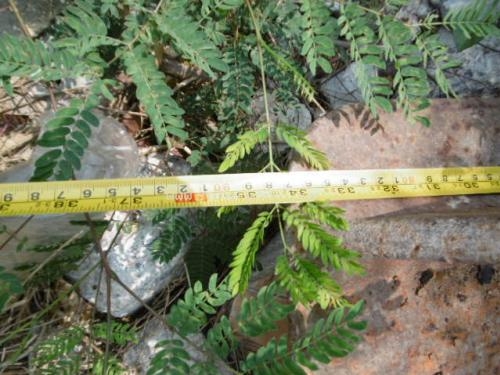 ราคาพิเศษ 12,000 บาท!! บุ้งกี้ รหัสสินค้า : 80903610 www.nihonmono.com