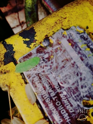 ศักพัฒนา รถเกี่ยวข้าวใหญ่ อุ้ม2ตัน เครื่อง195แรง6HE1 ปั้มไดกิ้น ตัวเดิน10HT พร้อมใช้