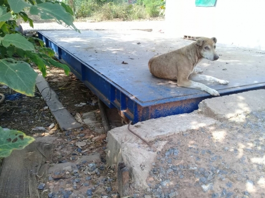 ขาย ตราชั่ง 20 ตัน แบบดิจิตอล พร้อมอุปกรณ์ครบชุด