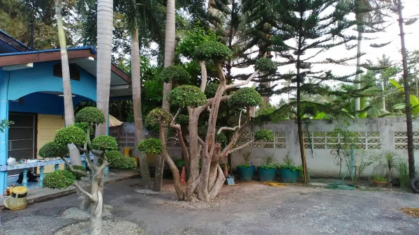 ต้องการขายเหมา ไม้ดัด-ไม้จัดสวน
