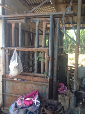 ขายด่วน กิโลชั่ง วัว   ขาย 35000