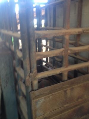 ขายด่วน กิโลชั่ง วัว   ขาย 35000