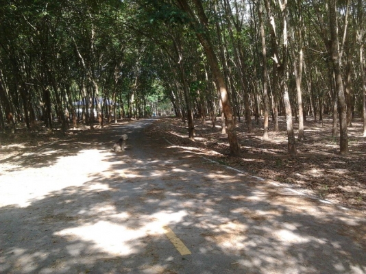 สวนยาง 5ปี 2 ไร่