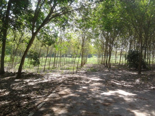 สวนยาง 5ปี 2 ไร่