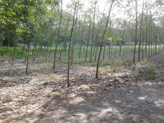 สวนยาง 5ปี 2 ไร่