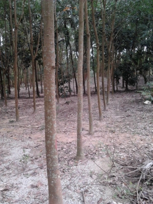 สวนยาง 5ปี 2 ไร่