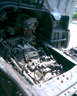 สมอเงิน ห้างแท้ๆ ยาว 5 เมตร