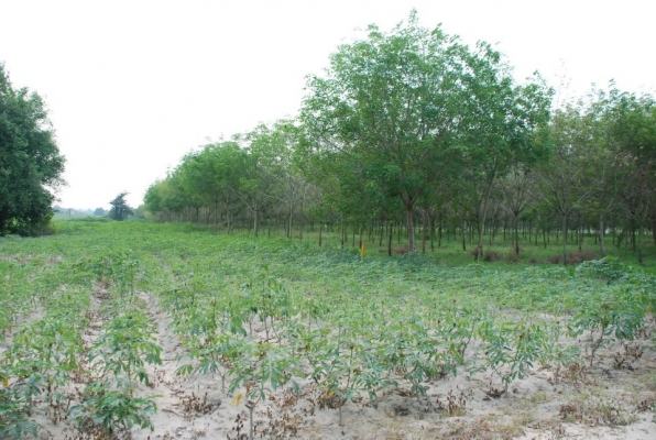 ที่ดินเหมาะทำโรงงาน 94 ไร่ ๆละ 1.2 ล้านบาท