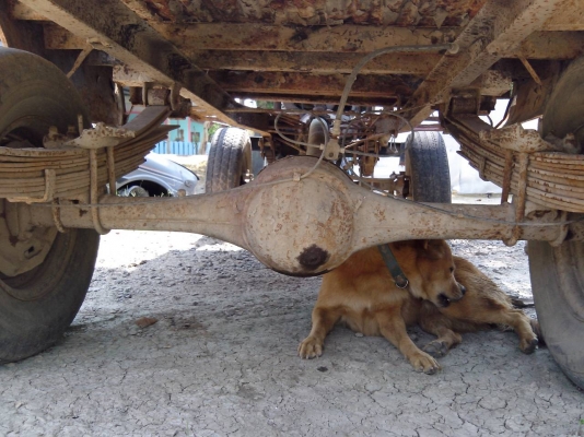 อีแต๋นถูกๆพร้อมใช้งาน อีแต๋นถูกๆพร้อมใช้งาน