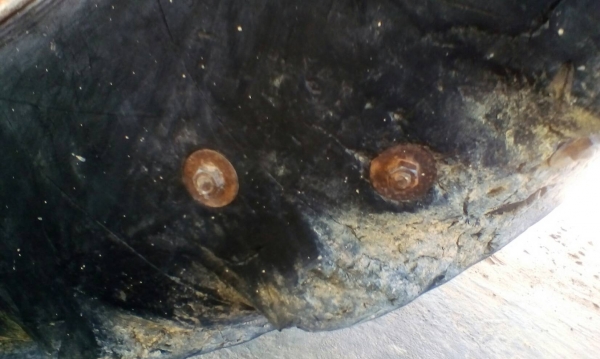 รถไถ M 70 ปี 51 มีอุปกร ผานหน้า + ผานหลัง เล่มทะเบียน พร้อม ขายด่วน 350000 บาท  ดูรถที จ.ศรีสะเกษ วันทูคอล 098 668-3479 dtac 094 283-9369 สิทธิ์ คับ