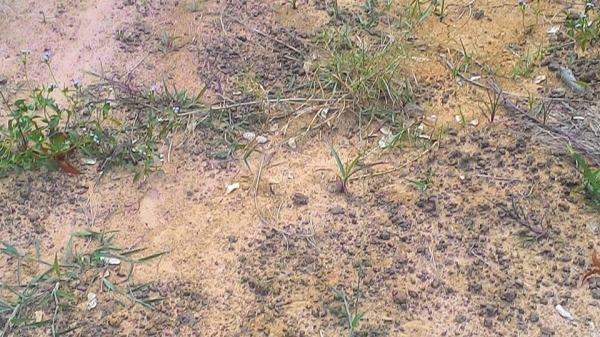 ขายดินลูกรังที่ดินมีโฉนด