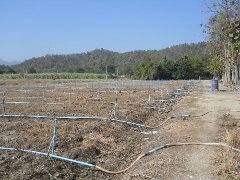 ขายที่ดิน   16    ไร่ พร้อมบ้าน  1  หลังใหญ่  ที่อำเภอ ท่าม่วง จังหวัด กาญจนบุรี