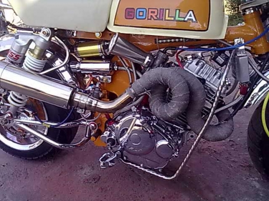 ขายกอลีล่าทะเบียน