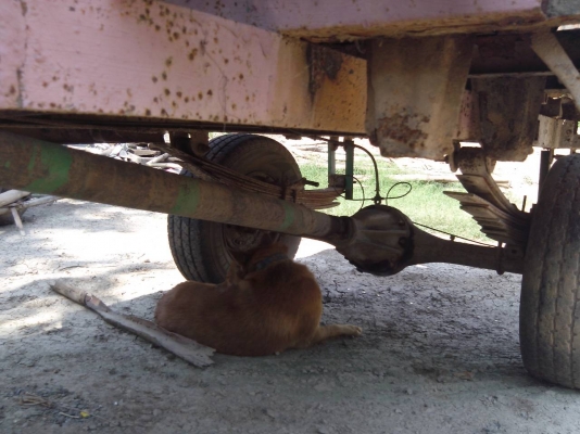 อีแต๋นพร้อมใช้งาน อีแต๋นพร้อมใช้งาน