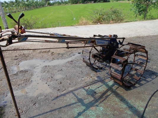 ขายตัวรุ้งเพชรครับ ตัวสวยๆครับ  0810074646 อ่างทอง