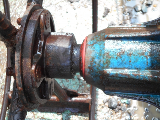 ขายตัวสิงท์สยาม หรือรุ้งเพชรครับสวยๆครับ 0810074646 อ่างทอง ขายตัวสิงท์สยาม หรือรุ้งเพชรครับสวยๆครับ 0810074646 อ่างทอง