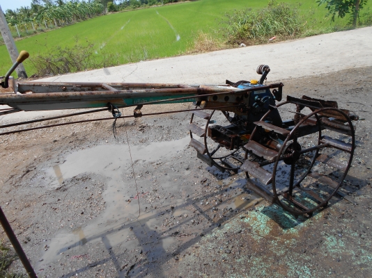 ขายตัวสิงท์สยาม หรือรุ้งเพชรครับสวยๆครับ 0810074646 อ่างทอง ขายตัวสิงท์สยาม หรือรุ้งเพชรครับสวยๆครับ 0810074646 อ่างทอง