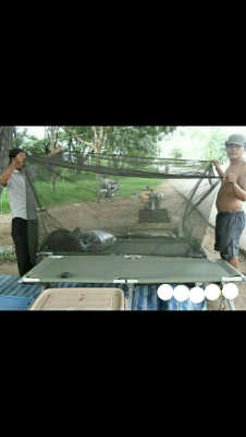 มุ้งทหาร มุ้ง ร.ด.