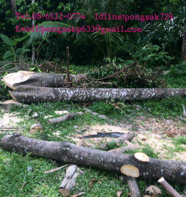.รับงานตัดหญ้า  -ตัดต้นไม้ -ตัดแต่งกิ่งไม้ทุกชนิด เคลียร์พื้นที่รกร้างต่างๆ